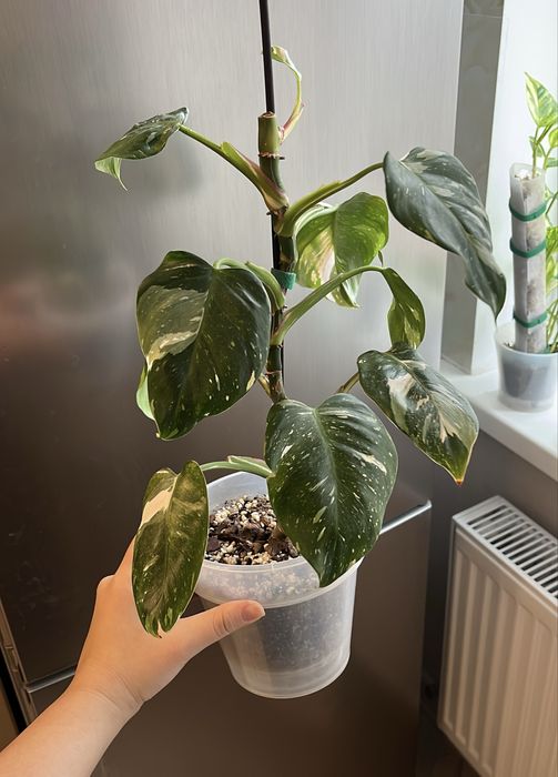 филодендрон белая принцесса