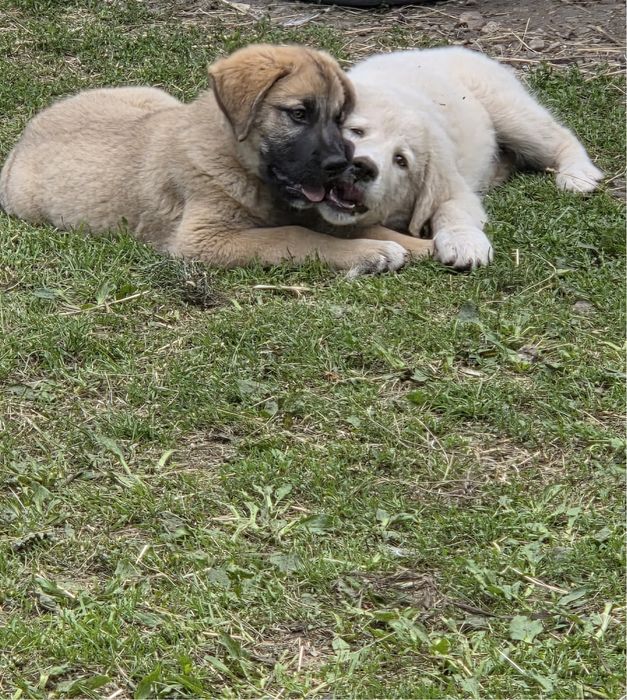 Căței (femele) Golden Retriever x Ciobănesc Caucazian