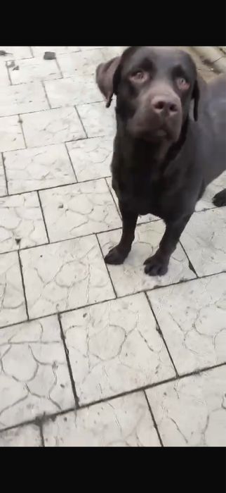 Шоколадная сука лабрадора