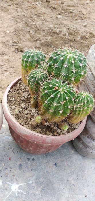 Кактус цветущие .