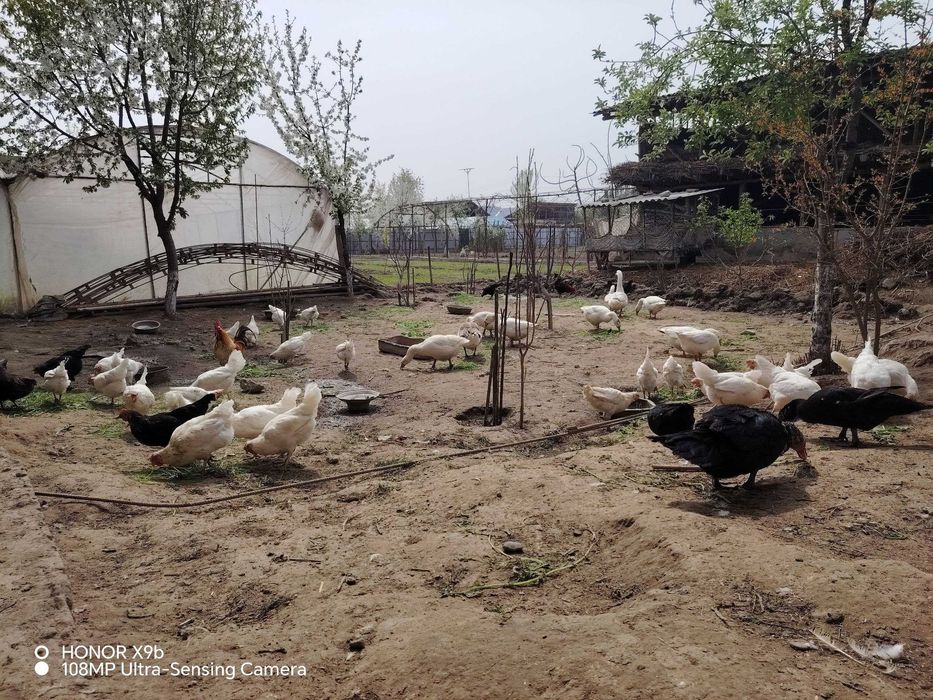 Оқ товуқлар, ўзимизни уйимизда боқилаётган