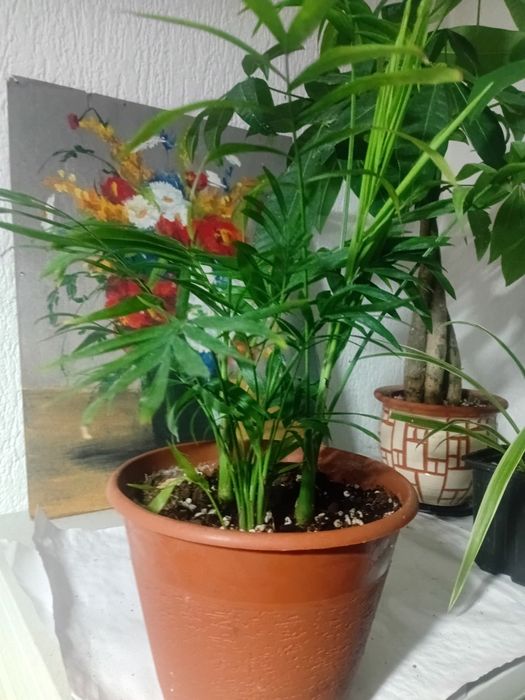 Продам комнатные растения
