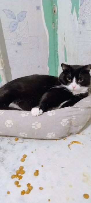 Принц ищет дом!!!