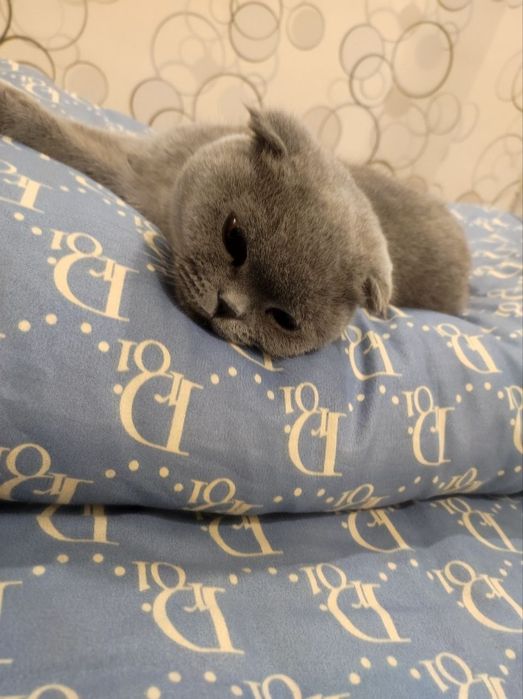 Кошка Лили с Паспортом