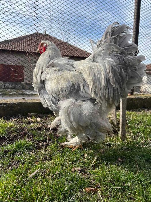 Продавам петел Брама Изабела