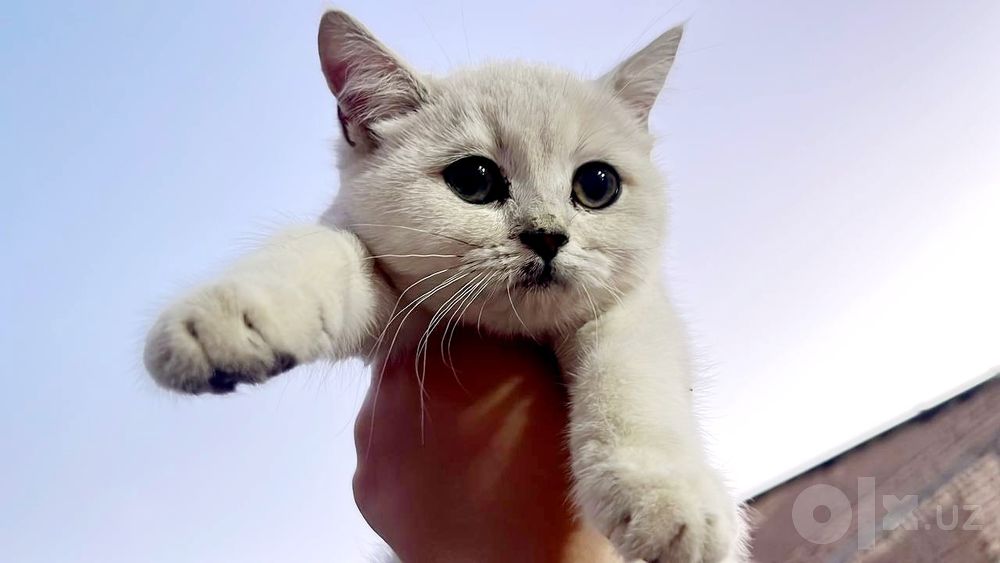 Продаётся котята