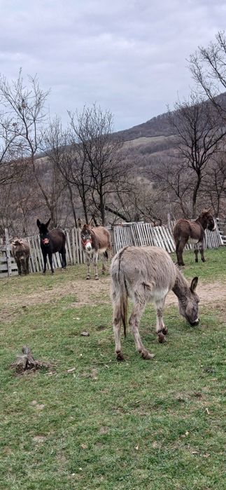 Vand 2 magarite gestante