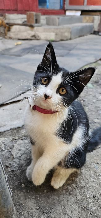 Котята. Бесплатно.