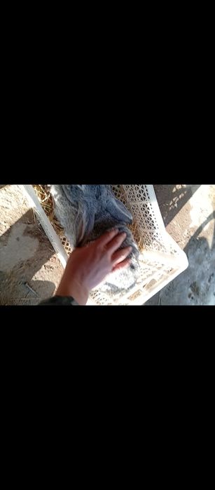 Продам крольчиху , порода