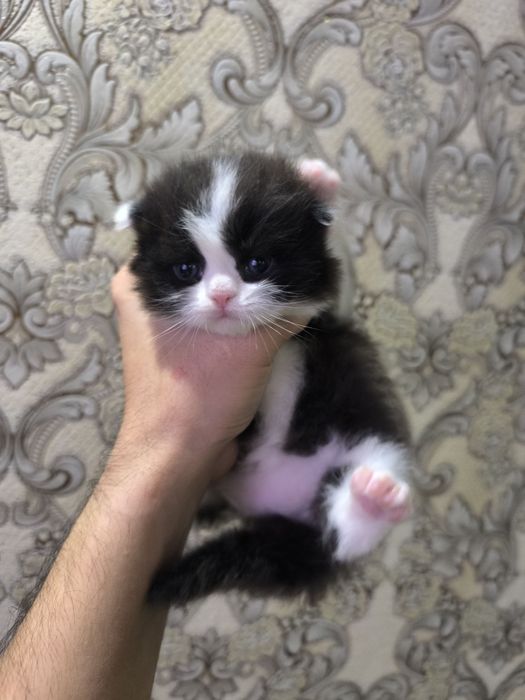 Вислоухие котята