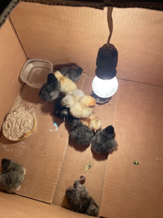 Малки пиленца от свободни селски кокошки