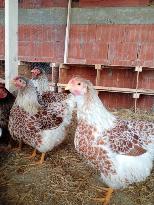 Vând ouă pentru incubat de wyandotte splash și argintiu