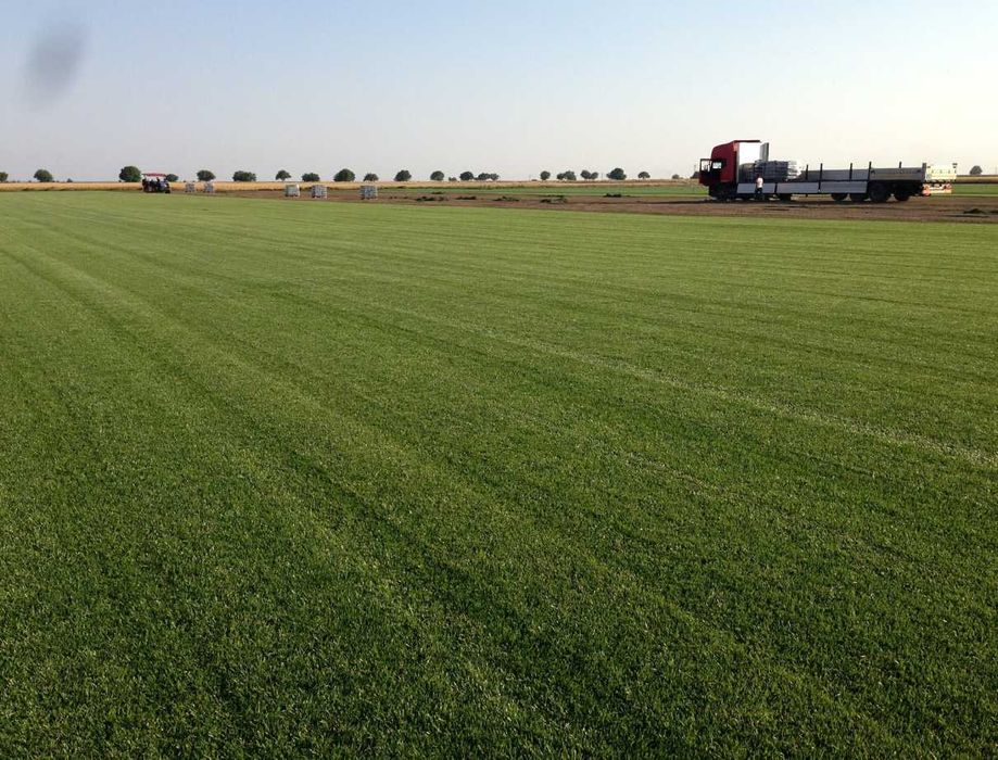 Gazon Tip Covor de Calitate Extra – Livrare Inclusă în Preț