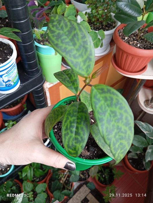 Продам комнатные растения