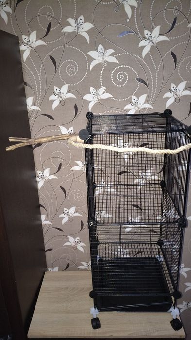 vând papagal nimfă cu tot cu cușcă