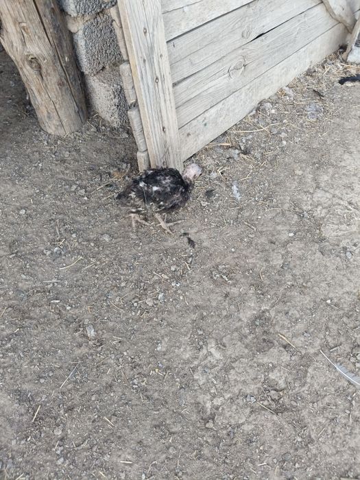 Ундиктер сатылады