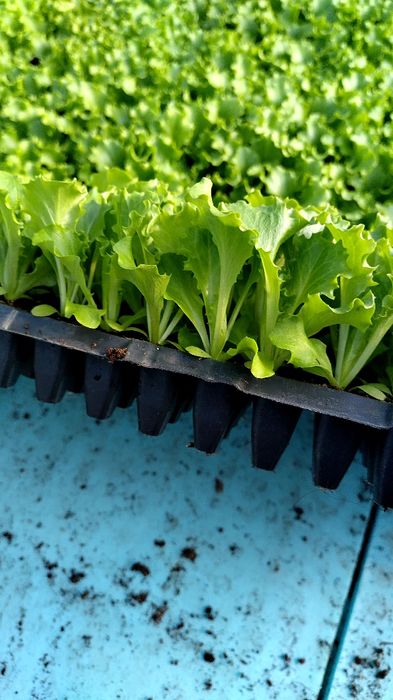 Разсад  салата (марули)