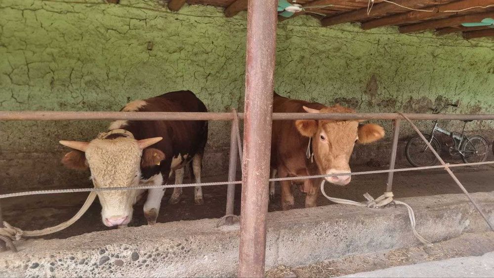 Naslli semental novvoschalar sotiladi.