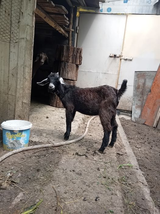 Vând capră cu ied