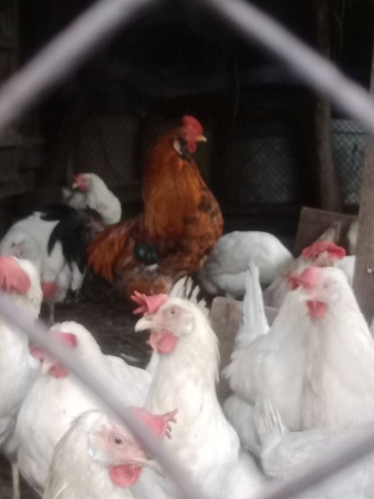 Продам петуха домашнего