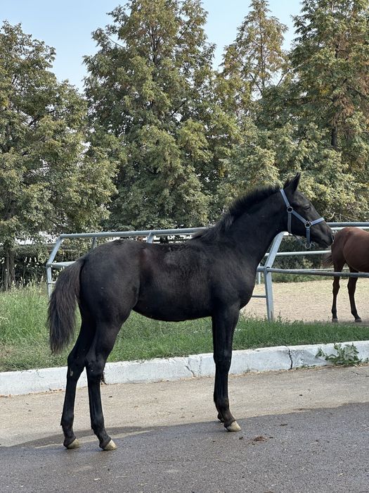 Кобыла с жеребенком