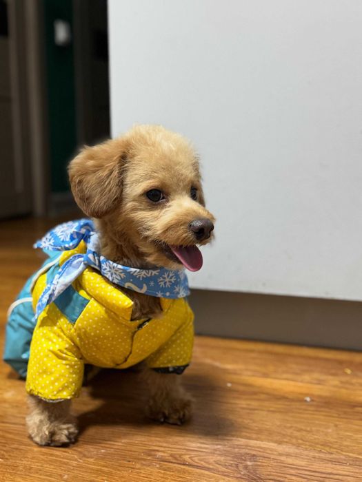 Вязка той-пуделя