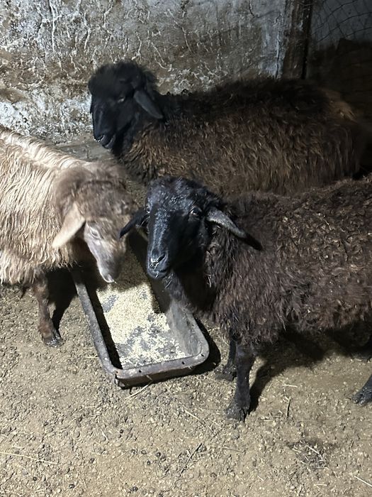 токтылар сатылады