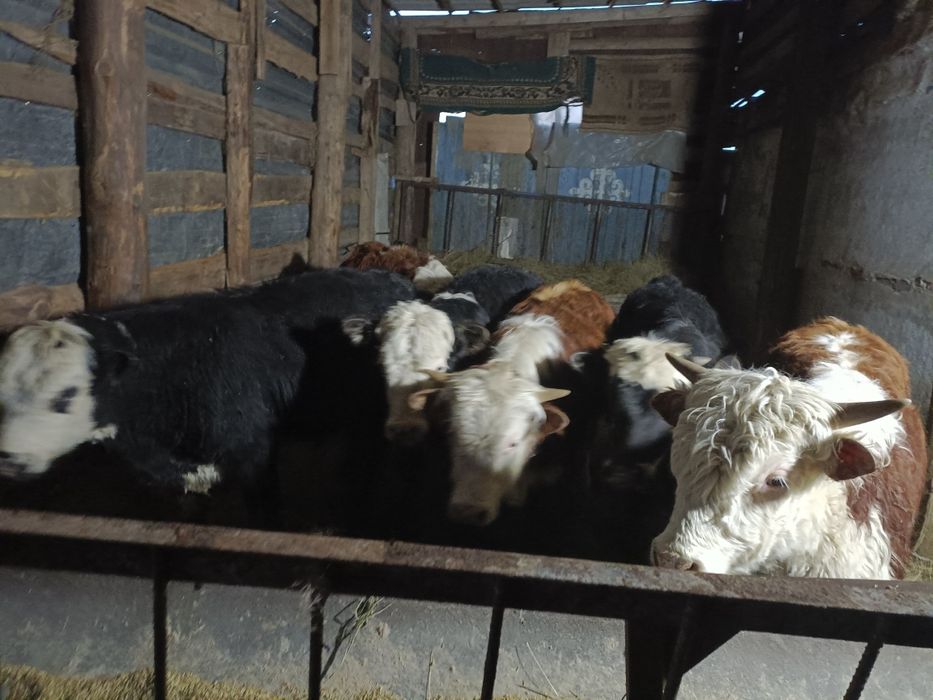 Продам бычков годовалых с откорма.!