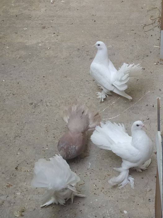 Голуби- павлины чистой породы