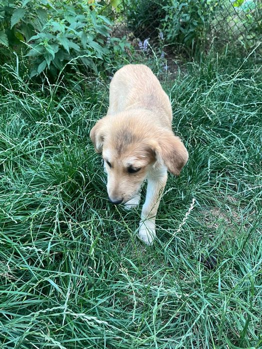 Подаряват се кутрета