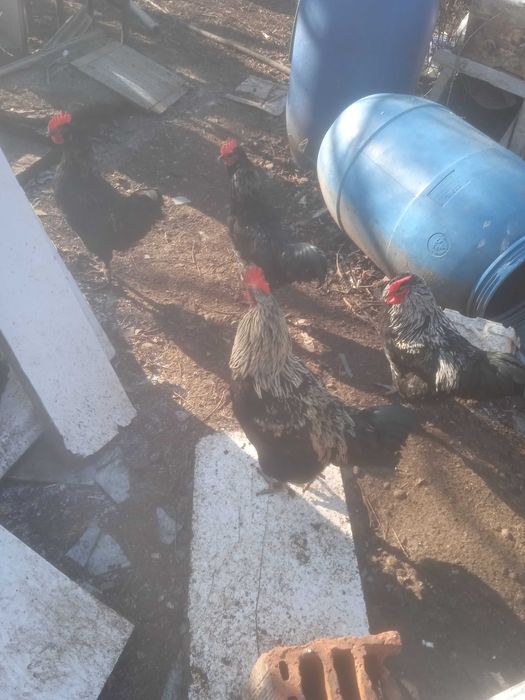 Петлета домашни на 8 месеца