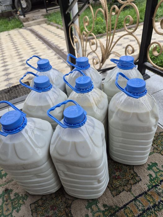 Сүт бар қолдың сүті