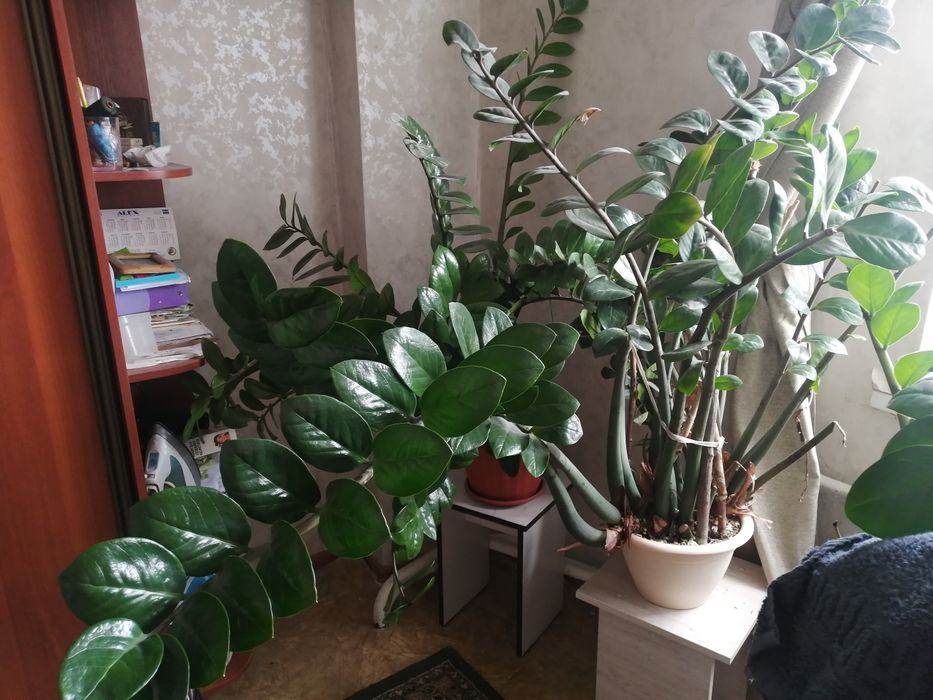 Продам замиокулькас