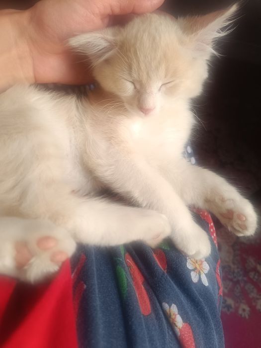 Отдам даром котёнка