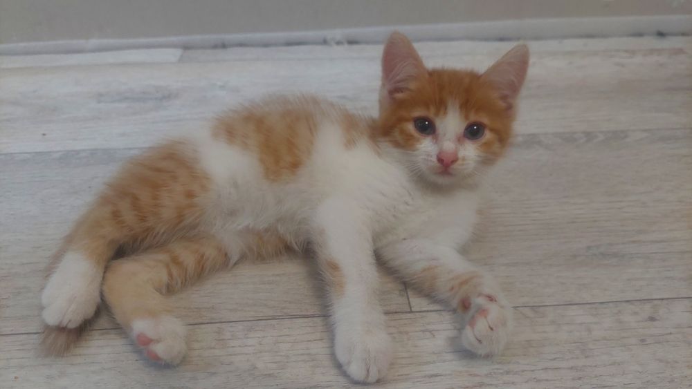 отдам котят бесплатно