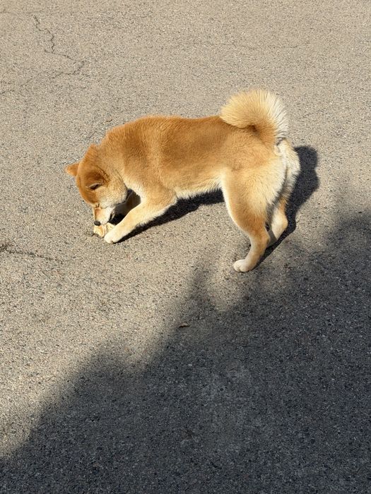 • Сиба-Ину (кличка Пудинг) 10 месяцев, девочка