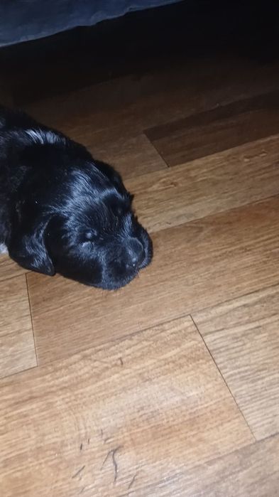 Продам щенки лабрадор