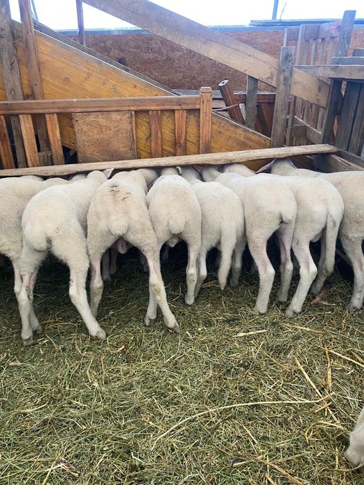 Vand berbecuti Lacaune