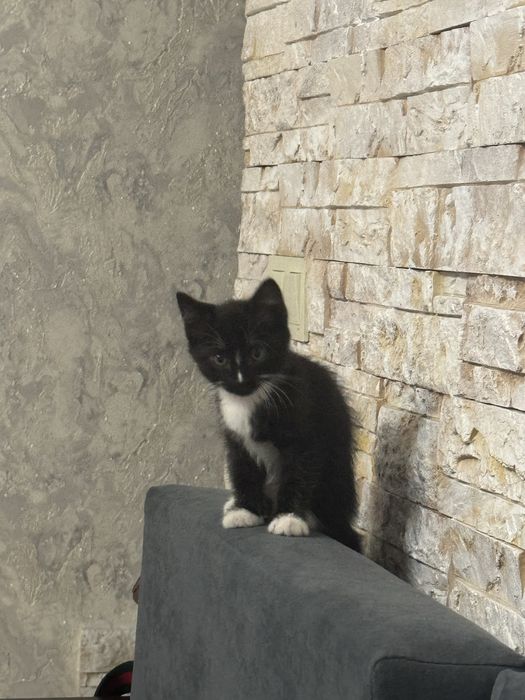 Котенок 1,5 мес в добрые руки