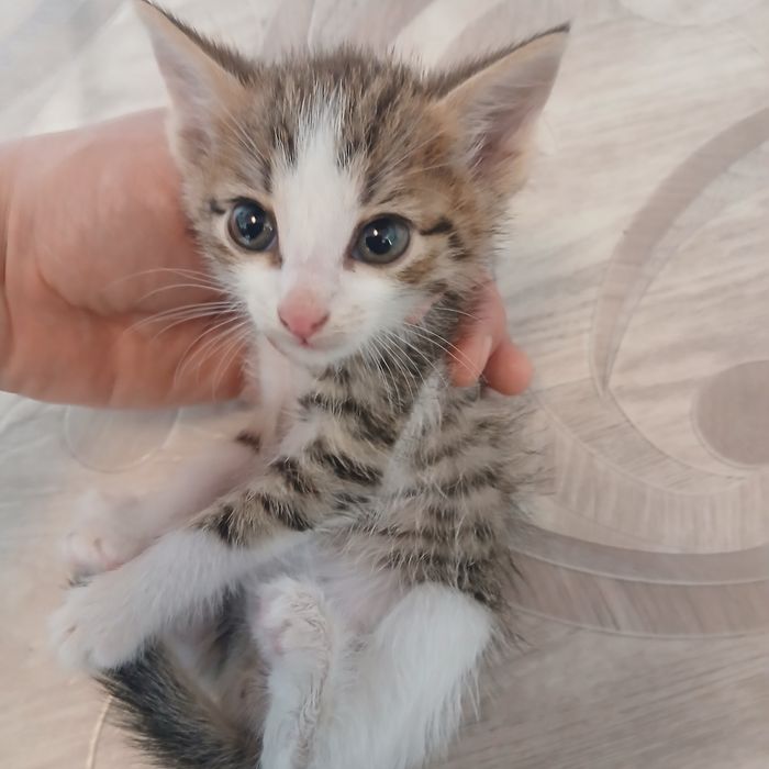 Отдам котёнка в добрую семью