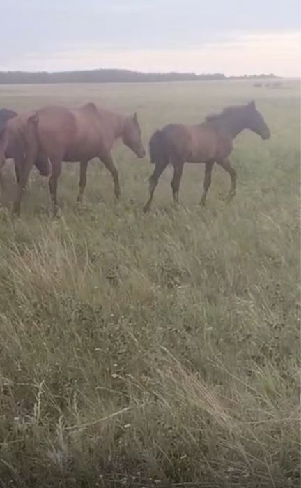 Продам лошадей Кобылу сжеребенком+Байтал