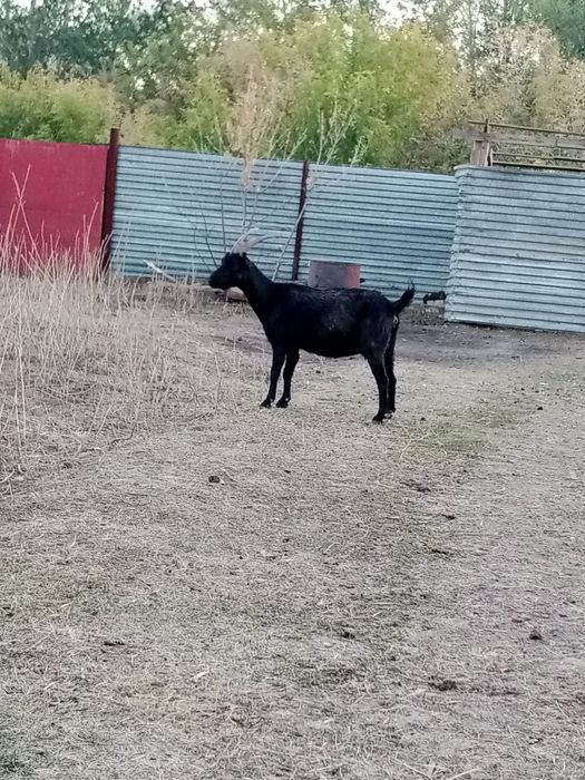 Кой.   Ешки.   Лак.