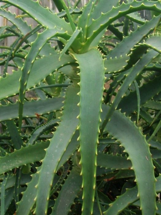 Алое Arborescens /сукулент дебелец, скална роза,дебела мара,семпервивум