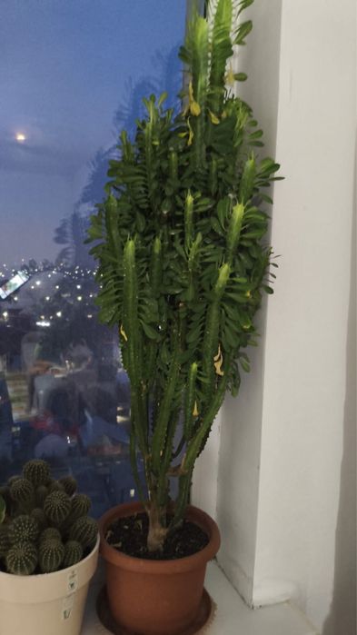 комнатные цветы