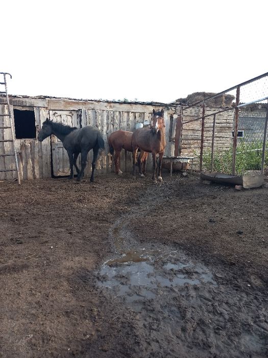 Құнан Дөнендер екі жарым сасар