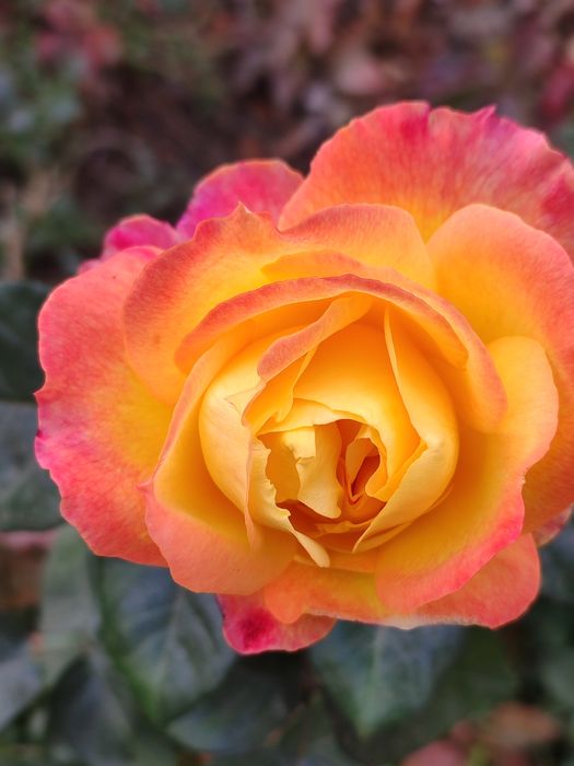 Atirgul qizil sariq oq