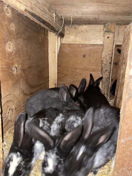 De vanzare o femela   Tot cu pui .de rasa fluture german janet