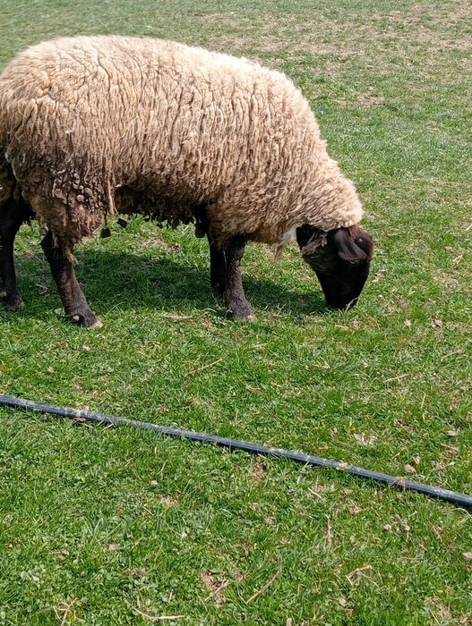 Cine dorește oi suffolk