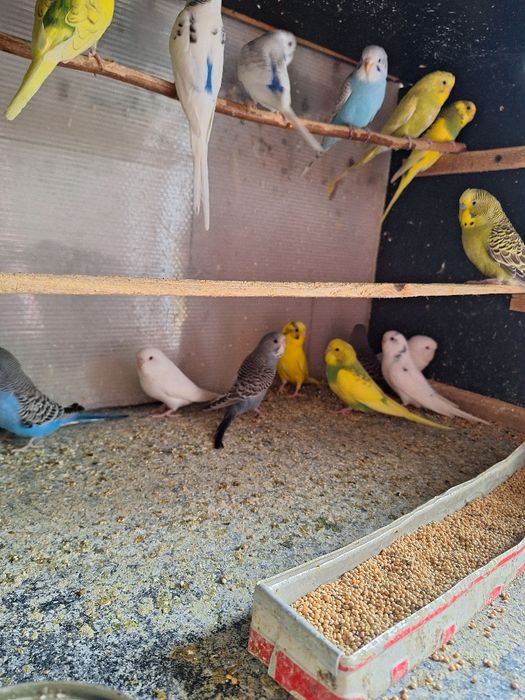 Vand papagali perusi