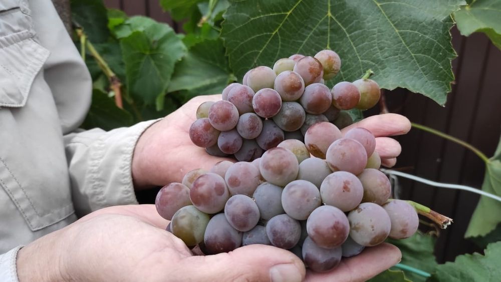 Продам саженцы винограда.